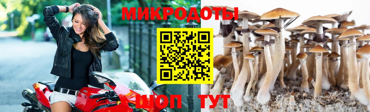 Галлюциногенные грибы Psilocybine cubensis Омск